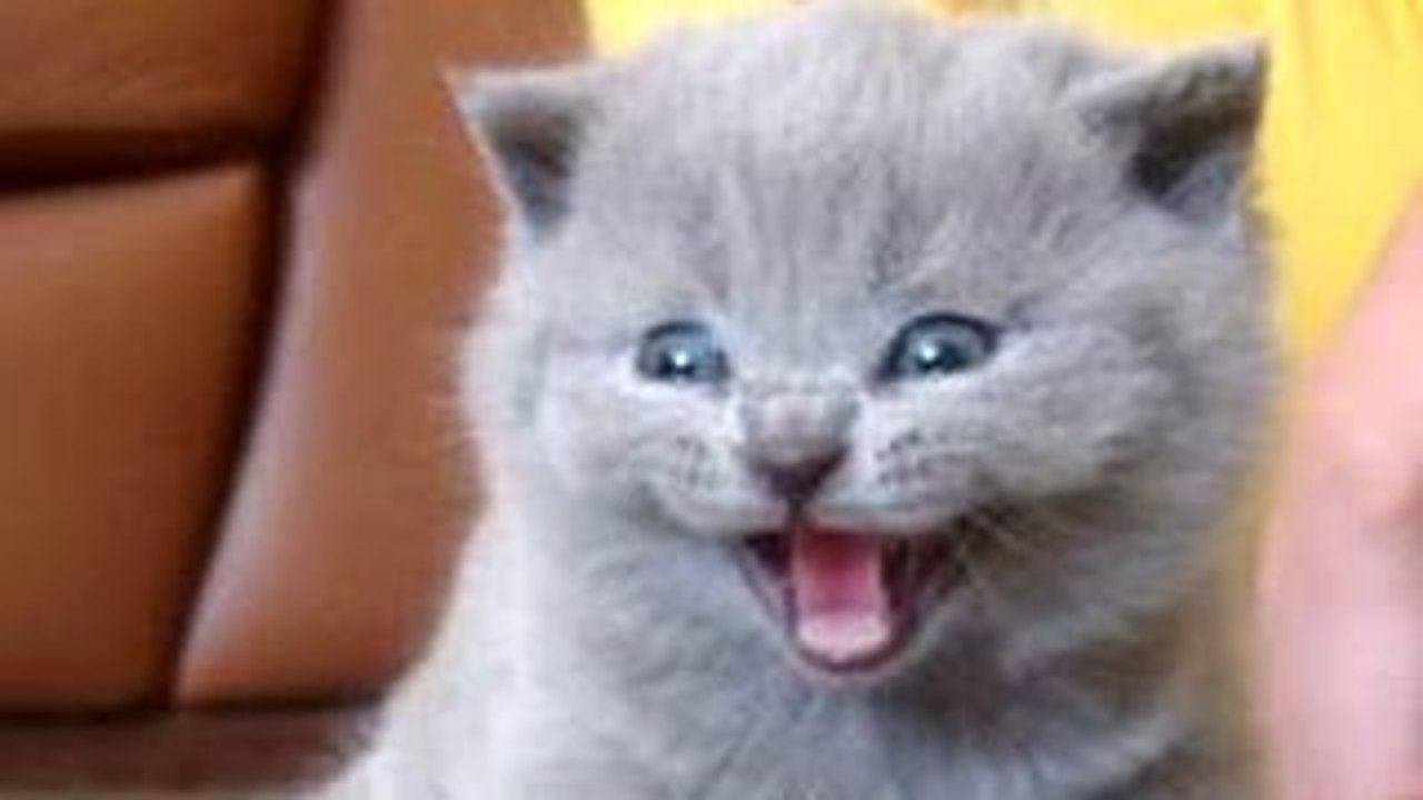 Funny Cats and Kittens Meowing Compilation 2014 [HD]