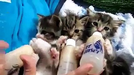 biberondan Süt İçen Tatlı kediler - Komik videolar - Funny videos