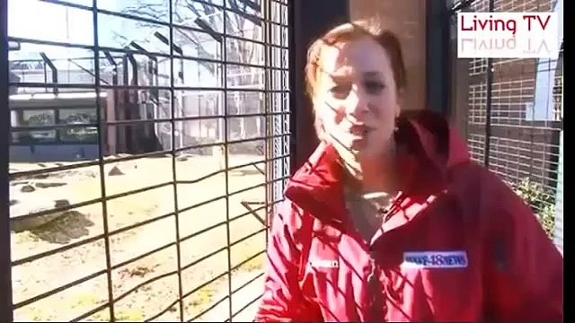 Hayvanat Bahçesinde Aslan Saldırısı - Komik videolar - Funny videos