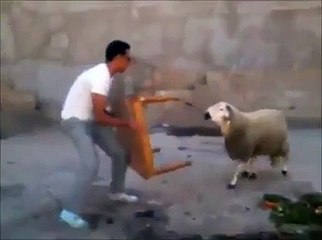Koçtaki Öfkeye Bak - Komik videolar - Funny videos