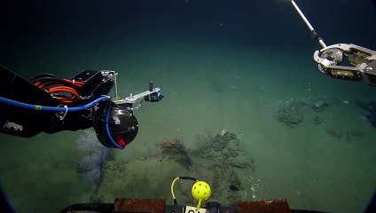 Okyanustaki En İlginç Canlı - Komik videolar - Funny videos