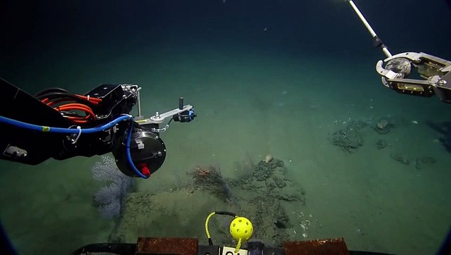 Okyanustaki En İlginç Canlı - Komik videolar - Funny videos