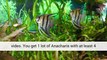 Freshwater Aquarium Plants Fish Tank Freshwater Aquarium Plant