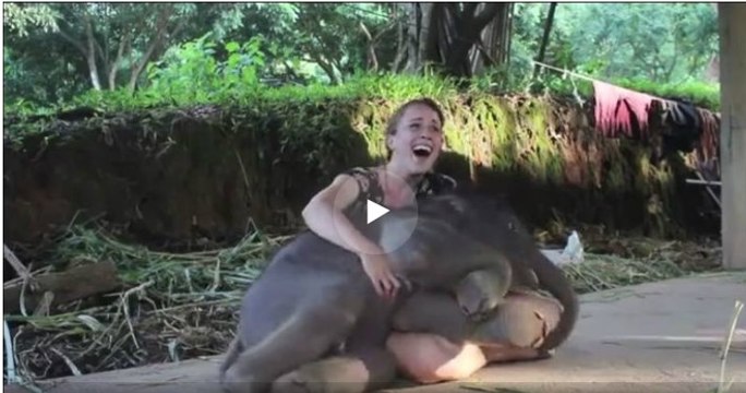 Слонёнок хочет на ручки (1 видео)