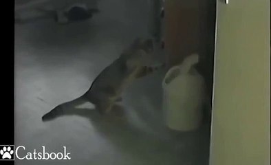 Чем занимается кот ночью))