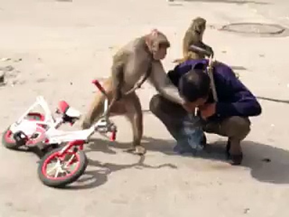 Don't Mess With A Monkey ( Funny Animal Videos)