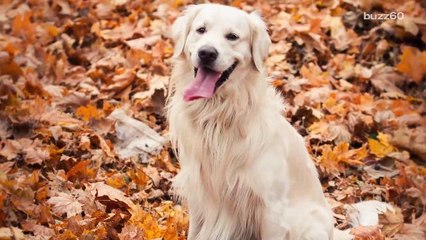 Scientists want you to not rake your leaves