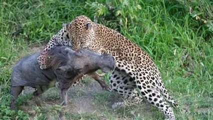 素晴らしいです豚攻撃ヒョウ