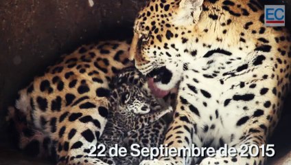 En el Zoológico de Guayllabamba nacieron dos jaguares