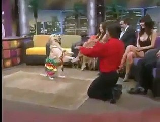 Amazing Trained Dog.must watch