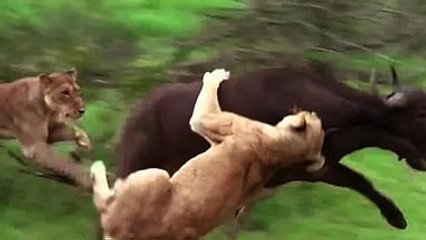 ライオン攻撃バッファロー