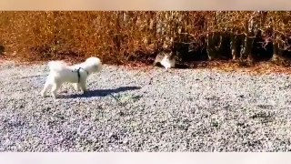 Cats vs Dogs Compilation 2014