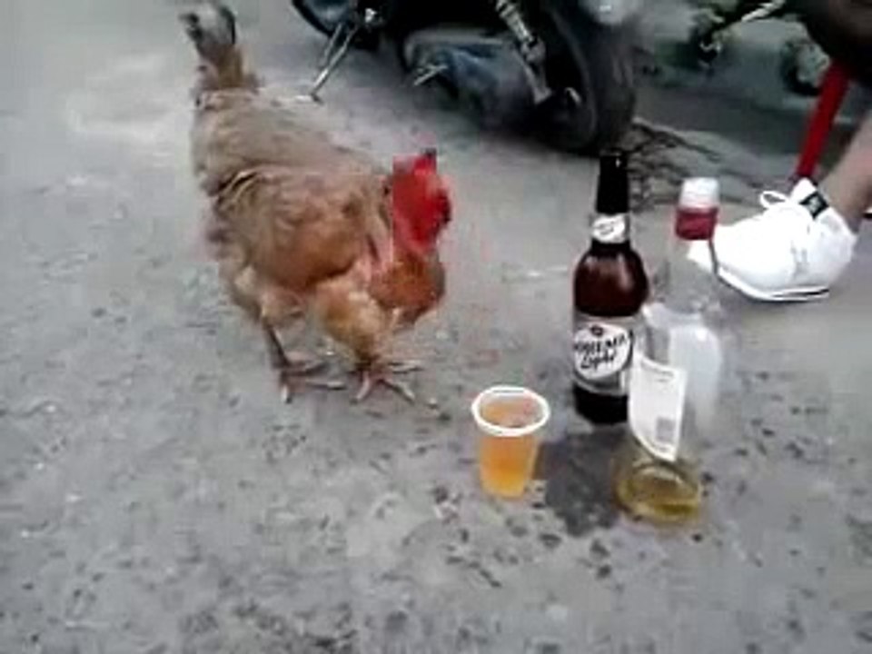 AMAZING!!! Chicken Likes Beer.Chicken Drinking Beer