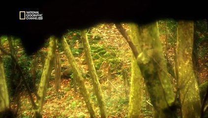 Les Contes Sanglants D'europe e05 Pouvoirs Maléfique