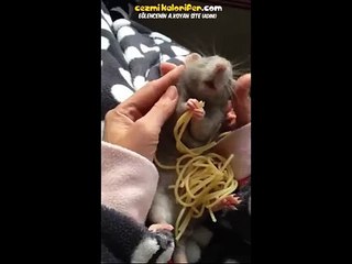 Splinter Ustanın Son Hali Sevenlerini Üzdü