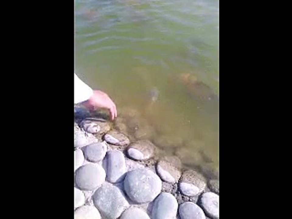 Wise 32, Colourful and prety Fishes at Mangla, 17 October