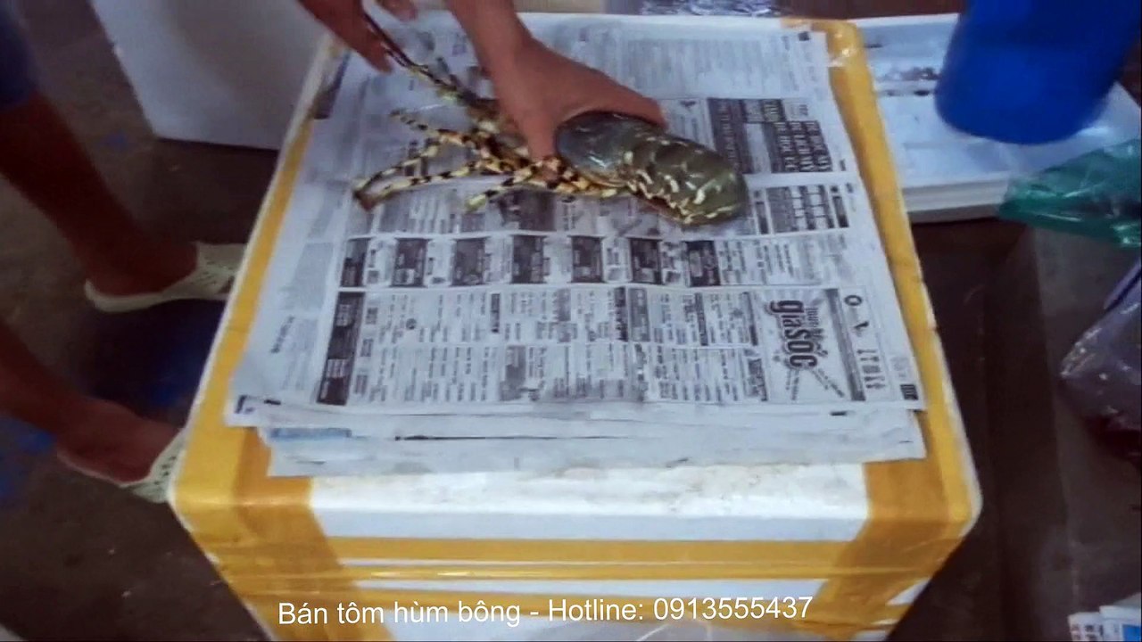 Cung cấp tôm hùm sống ở Sài Gòn