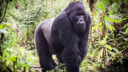 rescued chimpanzee-short documentary