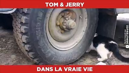 توم وجيري في الحقيقة فيديو نادر جداً