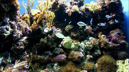 Колыбельная песня для малышей Кукла Катя. Песня детская перед сном с текстом. Люляби TV