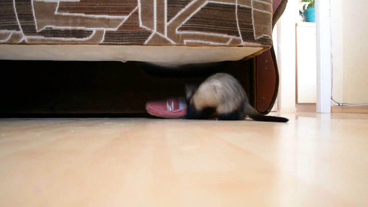 Хорек - вор. Скрытая камера