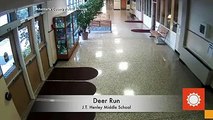 Deer Crashes Through Virginia School