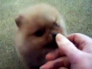 Померанский шпиц. подарите мне его кто-нибудь(((