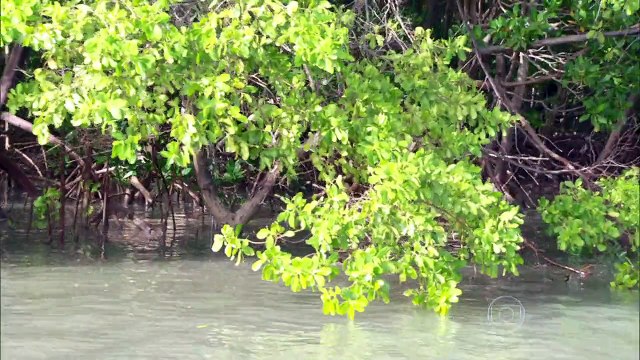 GLOBO REPÓRTER - Reentrâncias Maranhenses - 06-11-2015 Parte Única Online Completo Íntegra 06/11/2015 HD 720p