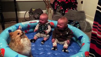 Twin Babies Can't Stop Giggling At Their Pomeranian