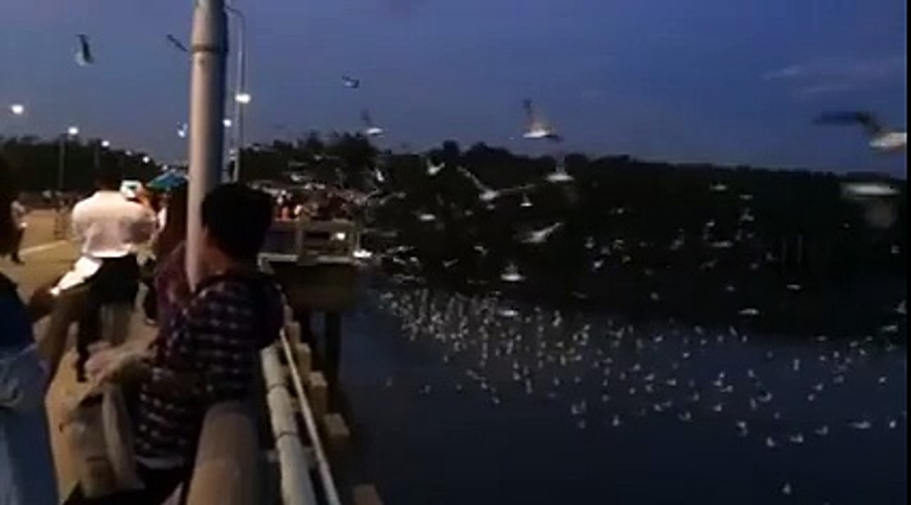 เชิญมาดูนกอพยพมาที่ ‪#‎บางปู‬ (6/11/58)