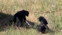Bonobo Apes Mating Monkey Style Wild Creatures Mate