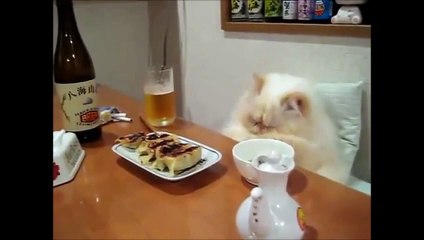 Топ 5 Смешные коты #5 / Top 5 Cat Videos #5