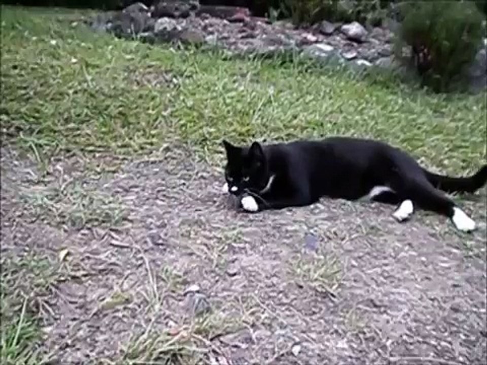 Cat snarling like a dog  Laugh your heart