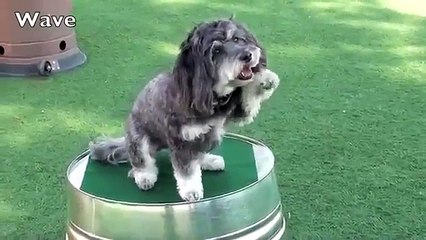 Komik Köpek Videosu