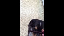 Dog Ruins Trick By Eating Another Dogs Treat