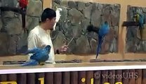 amazing tricks by Parrots