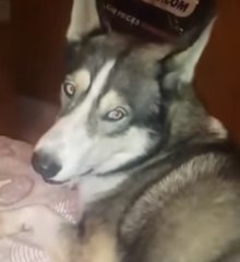 Dog Chats to Doting Owner Over Skype
