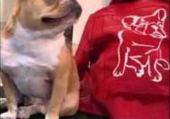 Bulldog Loves to Play Dress-Up