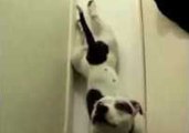 Staffordshire Bull Terrier Performs Handstand