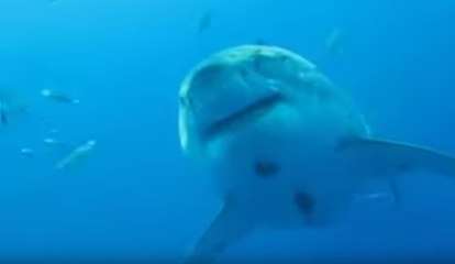 Encountering One of the World's Largest Great White Sharks