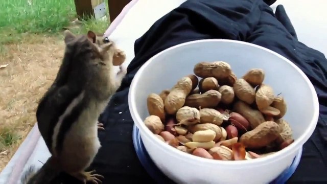 Смелый Бурундук