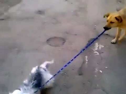 Собака выгуливает собаку)