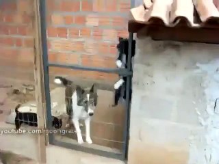 Собака на забор залезака