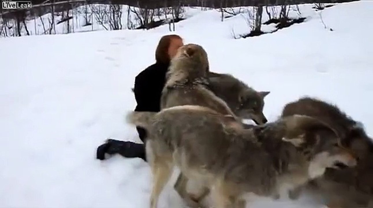 И Волки помнят добро!