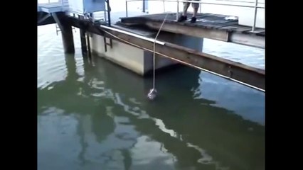 Как кормят рыбку, огромный Групер