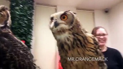 Реакция сов на камеру