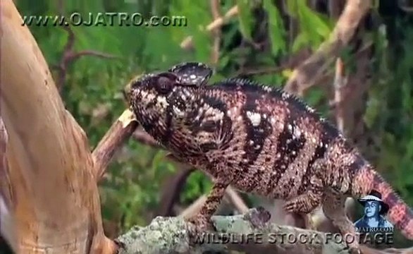 Black Mambas 07, Mamba vs Lion