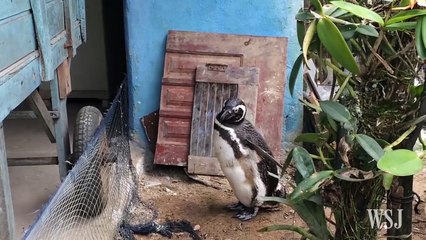 Ce pingouin rend visite à l'homme qui l'a sauvé chaque année pendant sa migration