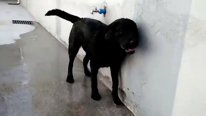 Ce chien ouvre le robinet tout seul pour se rafraîchir! Intelligent le toutou