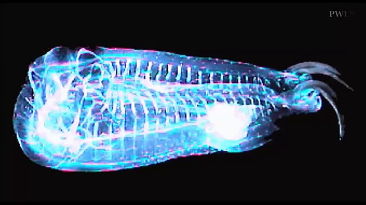 Salpa maggiore : the fish, the strangest ever seen